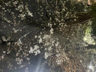 もうすぐ春ですね、、、  2025-03-28画像１