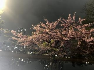 お散歩♡  2025-03-20画像３