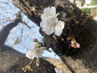 桜が咲き始めましたね。画像１