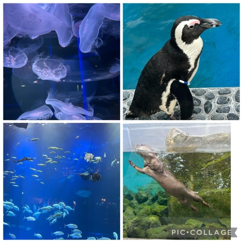 所詮。雌豚家畜。画像１