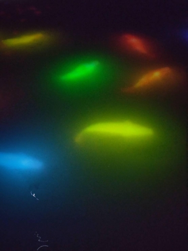 しゅっきーん٩(¨ )ว=͟画像１