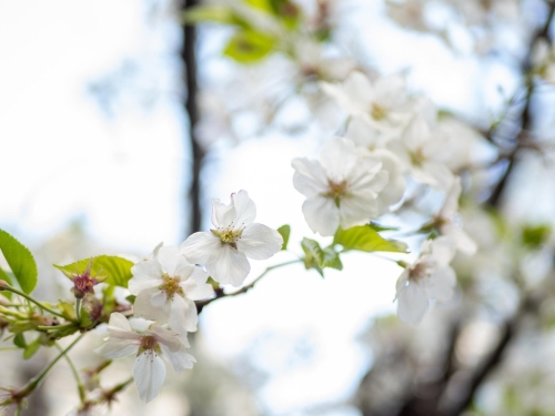 桜画像１