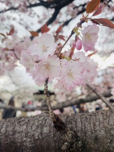 お花見画像１