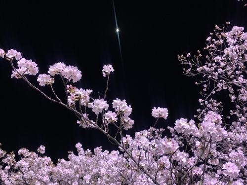 桜画像１